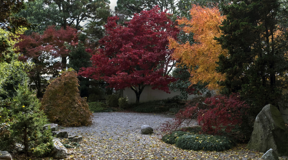 Multicolored trees in the arboretum.